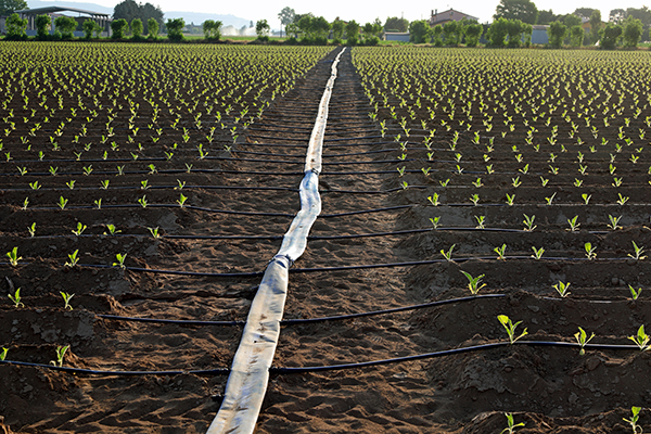 protects-surfaces A rubber hose laid out along a freshly planted field, with secondary branching hoses among rows of plants